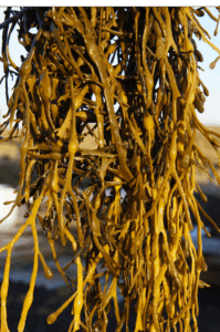 2021 Seaweed Trend!